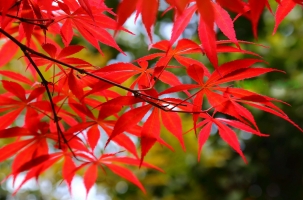 红枫扦插技术：红枫扦插繁殖一般分为春季扦插和夏季扦插。
