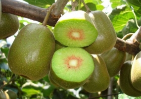 猕猴桃栽培技术：猕猴桃被誉为“维C之王”；具有较高的经济价值和栽培价值