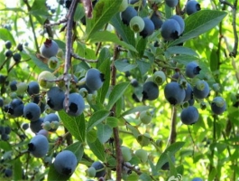 黑加仑和蓝莓怎么区分：蓝莓外观呈蓝色，有白霜；黑加仑近乎黑色，洗净后呈亮黑色