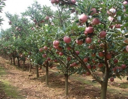 苹果树栽培技术：苹果喜欢寒冷干燥、日照充足的气候环境