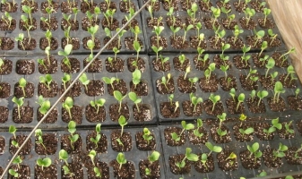 西瓜种子种植：播种一般在3~5份进行，但以3月份最佳