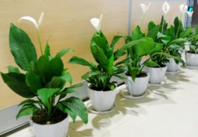 常见植物分株繁殖方法