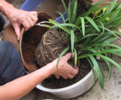 盆栽怎样换盆：换盆时间最好是在植物休眠期或生长初期进行