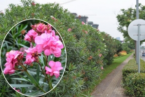 夹竹桃有毒，为什么城市绿化还要种植