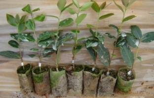 油茶苗培育技术：油茶种子的播种分春播和秋播，秋播最好在11月进行