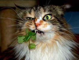 猫薄荷是什么：猫薄荷也叫樟脑草，有强烈的气味，对猫有很强吸引力