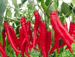 辣椒是酸性还是碱性：辣椒性热，属热性中等碱性食物。