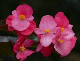 秋海棠的主要品种和繁殖方式