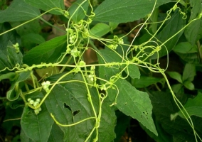 菟丝子是什么：菟丝子为旋花科菟丝子属草本植物，是一种生理构造特别的寄生植物