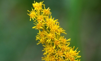 加拿大一枝黃花：又名黃鶯、麒麟草；係外來入侵物種