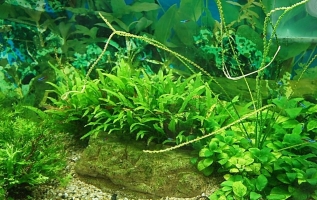 水草能产生氧气吗：可以，水草在有光的情况下是可以产生氧气的