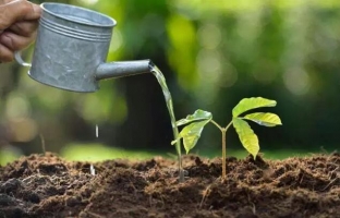 如何判断盆土干湿：7种方法教你轻松判断盆土干湿
