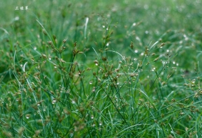 三棱草：稻田中最常見的雜草，為多年生草本，有毒，​塊莖可入藥