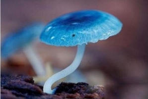 罕见蘑菇大观：15种罕见蘑菇，你一定没见过