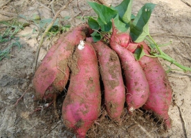 红薯多少钱一斤：9月以后，全国大部分地区红薯价格整体维持在：0.6—0.8元/公斤
