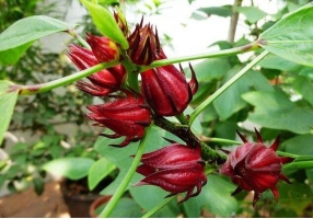 洛神花的种植方法：玫瑰茄属亚热带短日照作物，喜光，喜温，忌早霜