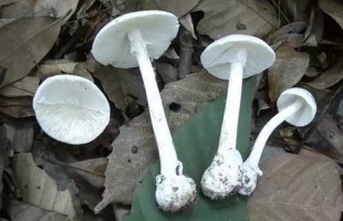 世界十大致命毒蘑菇：致命白毒伞一旦误食，死亡率高达95%