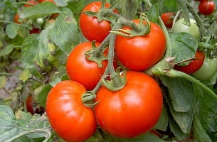 西红柿能和红薯一起吃吗：红薯和西红柿和没有明显的相克之处，可放心食用