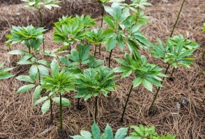 田七的种植技术：选择中偏酸性砂壤土，以新开垦的生地最佳，忌连作。