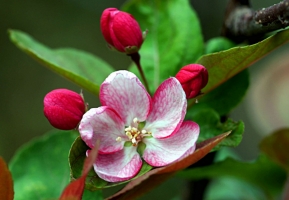 秋海棠的花期：普通的秋海棠花期一般在7月份