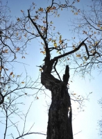为什么树木越高树叶就越小：经研究发现树叶大小与树木高度密切相关。