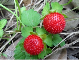 蛇莓能吃吗：可以，但蛇莓含有轻微毒素，而且口感不好，不建议食用