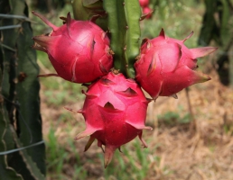 火龙果几年能结果：地栽的火龙果栽种后12～14个月就会开花结果。