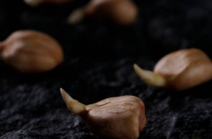 花生发芽还能吃吗：人工发芽的花生可以吃，自然发芽的花生不建议食用