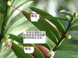 红豆杉雌雄株怎样分辨，五个妙招教你一眼识别