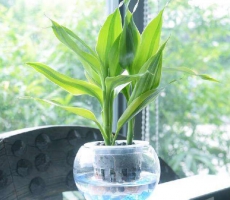 金边富贵竹可以水养吗，可以/七个步骤帮你养出绿油油的富贵竹