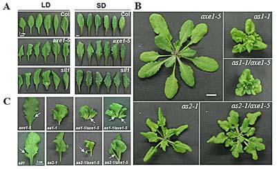 植物叶片发育遗传调控研究获进展