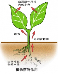 植物怎样对水分吸收和利用