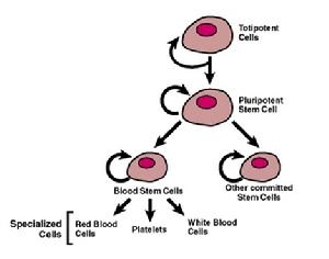 细胞的分化与增殖