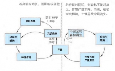 热带雨林里的活动