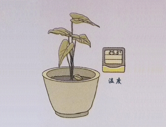 花卉生长条件：五方面,每方面都很重要
					
						编辑：植物之家 