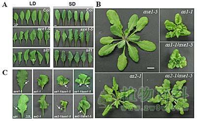 植物叶片发育遗传调控研究获进展