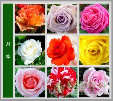 颜色和品种最多的花：月季花