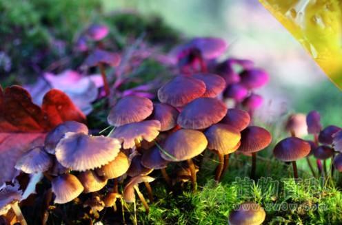 为何雨后会长出很多蘑菇来？