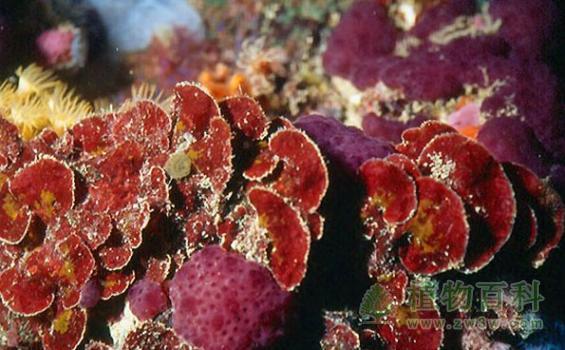 海洋植物是怎样进行光合作用的？