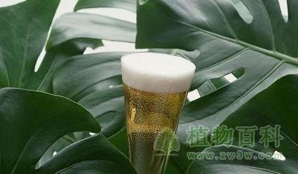 啤酒在花草养护中发挥的奇妙作用