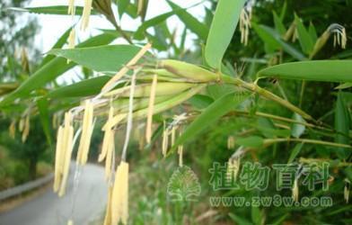 你知道竹子开花了意味着什么吗？