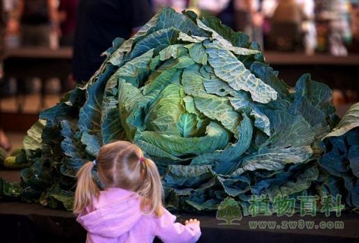 令人惊愕的英国巨型蔬菜展