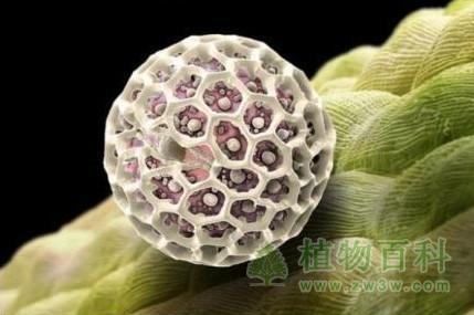 植物花粉