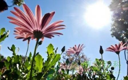 植物为什么不会被强烈的阳光晒伤？
