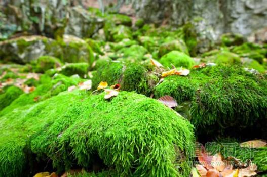 全球变化对森林附生苔藓植物的生态影响