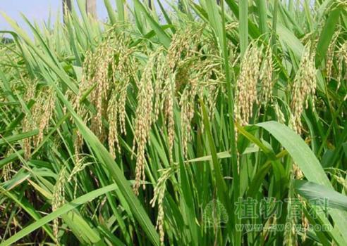 水稻铁硫蛋白合成相关基因研究获新进展
