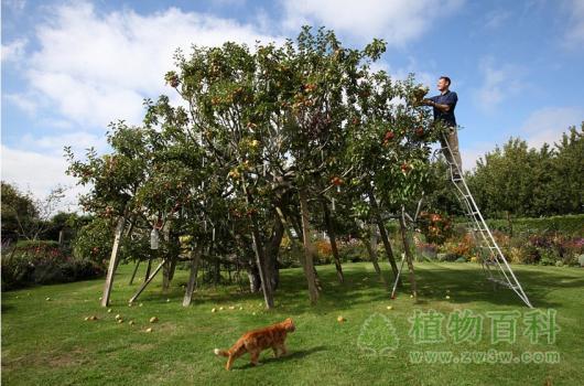 一棵苹果品种多达250种的苹果树