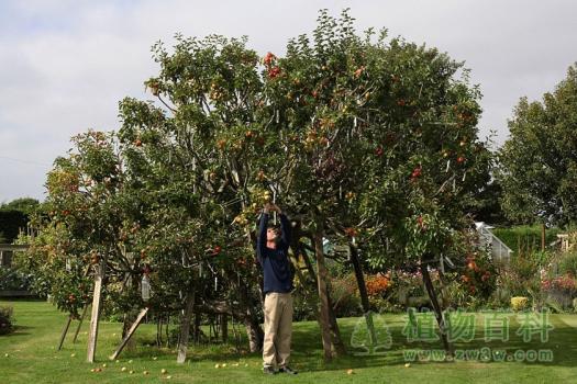 园艺师和他的苹果树