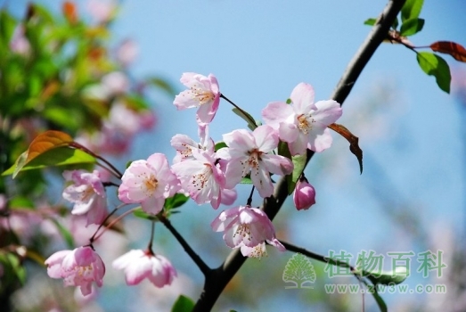高温让上海植物园两季樱花十月同开