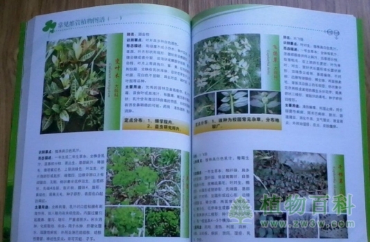 《祁连山维管植物彩色图谱》出版发行